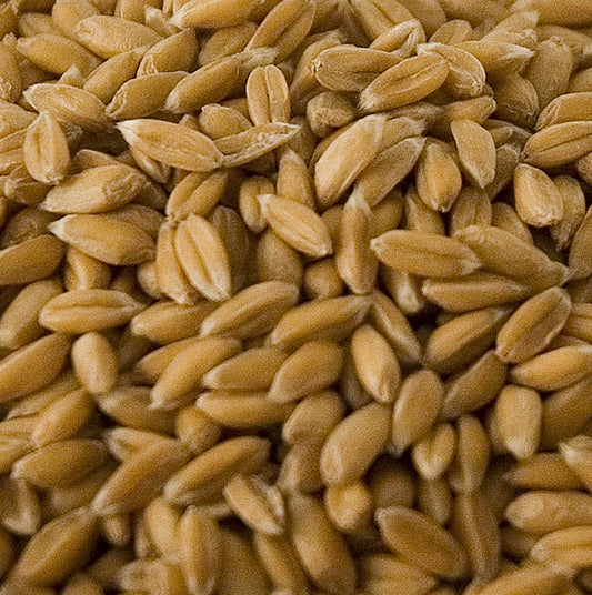 Spelt, hele kerner, afskallede, økologisk, 1 kg