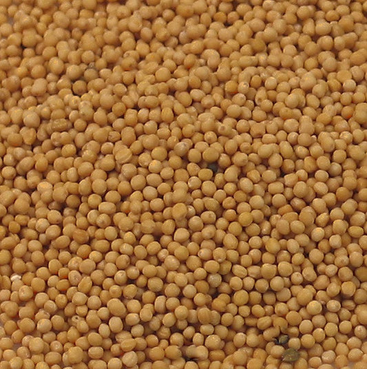 Sennepsfrø, lyse, 1 kg
