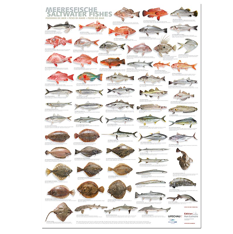 Port Culinaire - køkkenplakat med havfisk (59,4 x 84 cm), 1 stk