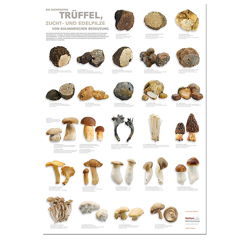 Port Culinaire - køkkenplakat med trøfler, dyrkede svampe og spiselige svampe (5