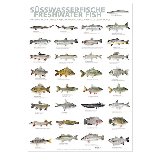 Port Culinaire - køkkenplakat med ferskvandsfisk (59,4 x 84 cm), 1 stk