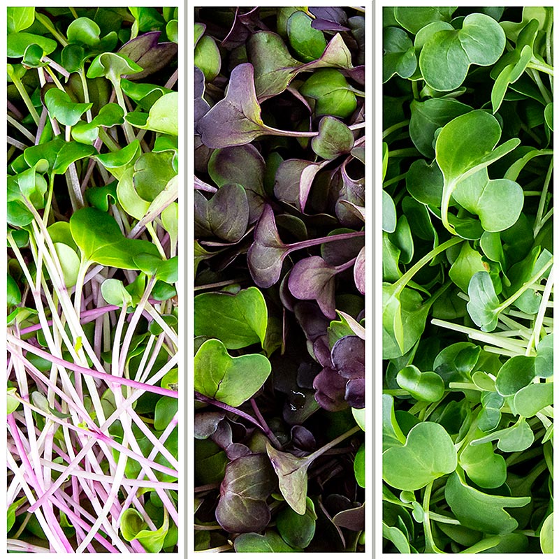 fuldt pakket Microgreens MIX "radise", helt unge blade / spirer, 200 g